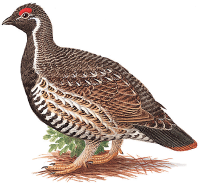 animals-grouse-1.gif