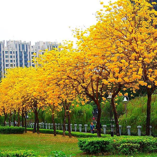 DSCF7420.JPG