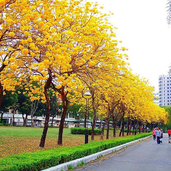 DSCF7377.JPG