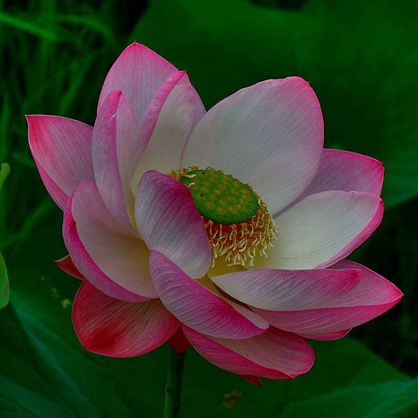 DSCF4953.JPG