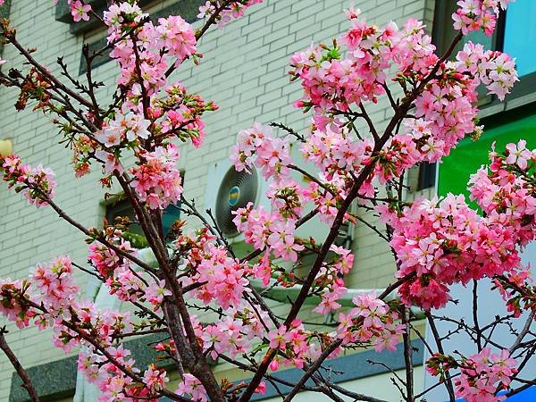 DSCF1695.JPG