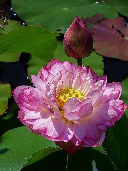 DSCF1329.JPG