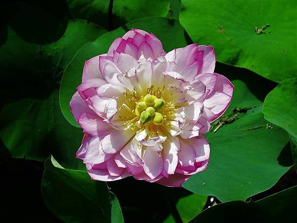 DSCF1372.JPG