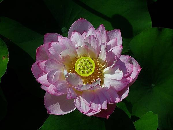 DSCF1389.JPG
