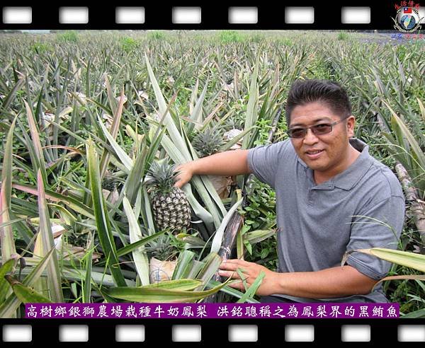 20140803-高樹鄉銀獅農場栽種牛奶鳳梨-洪銘聰稱之為鳳梨界的黑鮪魚02