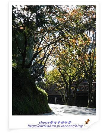 阿里山賞楓26