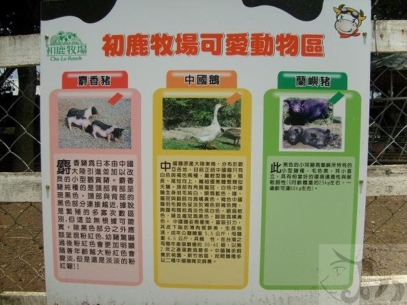 中午往初鹿農場出發 (44).jpg