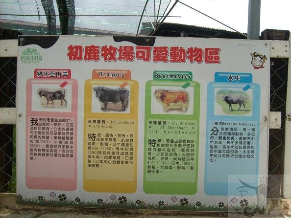 中午往初鹿農場出發 (46).jpg