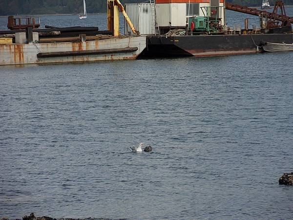 SDC12853.jpg