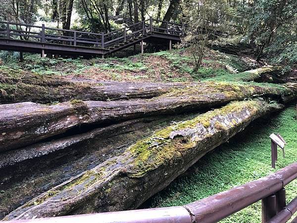 【嘉義景點】阿里山國家森林遊樂區