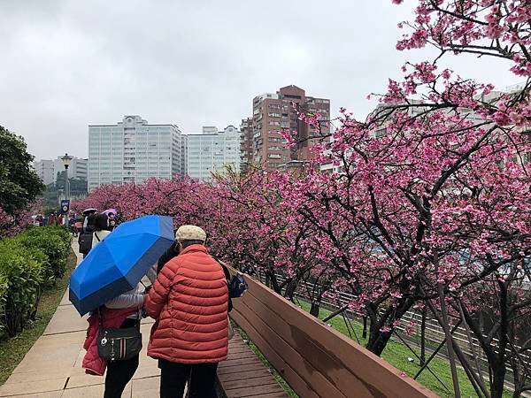 【台北景點】東湖櫻花林