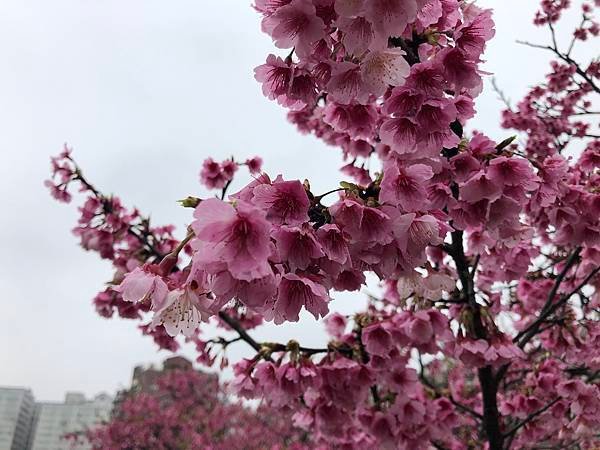 【台北景點】東湖櫻花林