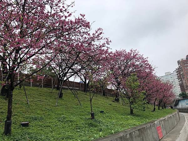 【台北景點】東湖櫻花林