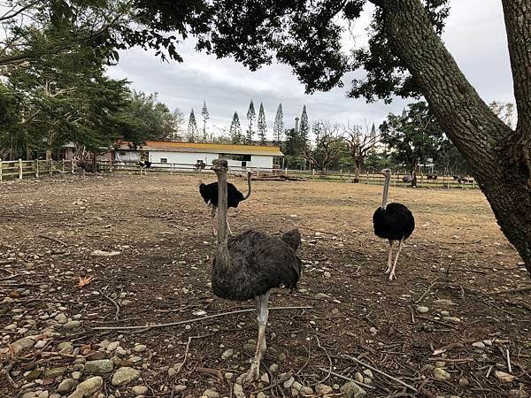 【台東景點】牧野度假村動物園