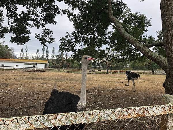 【台東景點】牧野度假村動物園