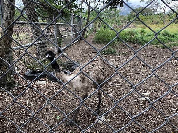 【台東景點】牧野度假村動物園