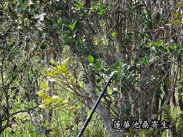 蓮花池(71).JPG