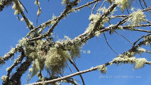 鹿林山-植物(11).JPG