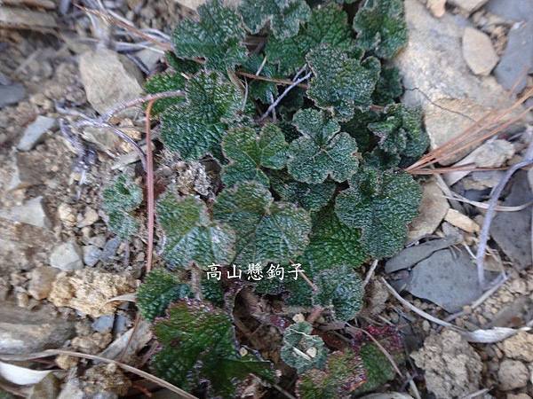 鹿林山-植物(23).JPG