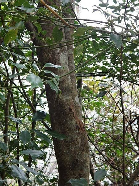 昆蘭樹(30).JPG