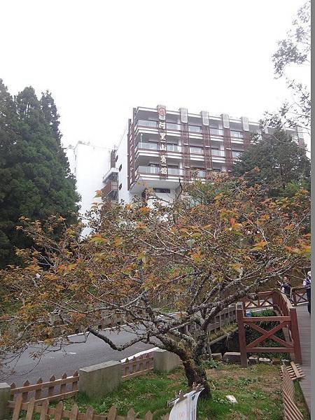 阿里山-櫻花季(26).JPG