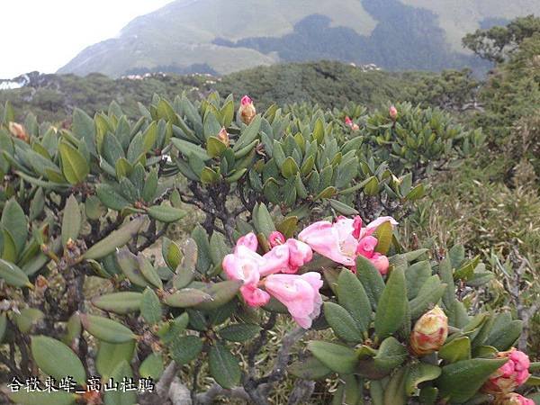 合歡東峰(26).JPG