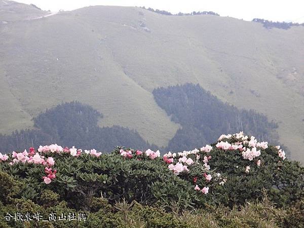 合歡東峰(27).JPG