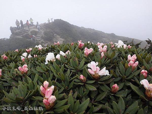 合歡東峰(38).JPG