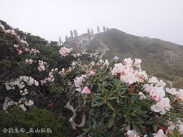 合歡東峰(40).JPG