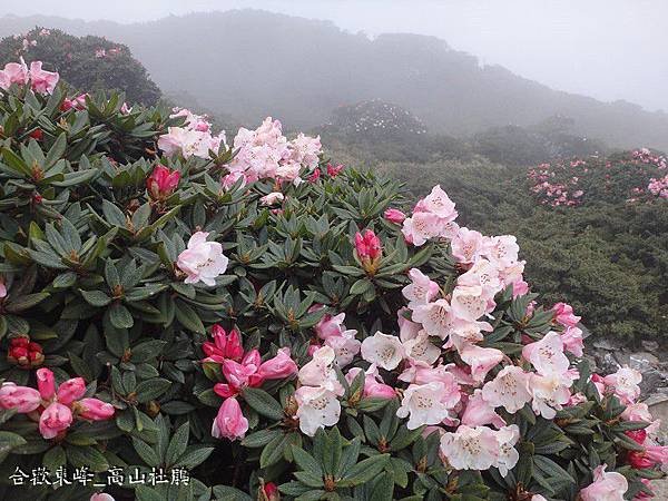 合歡東峰(53).JPG