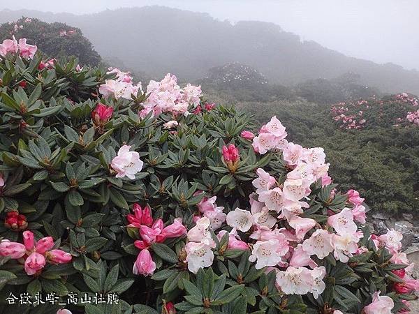 杜鵑科_玉山杜鵑-東峰(12).JPG