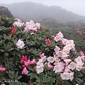 杜鵑科_玉山杜鵑-東峰(12).JPG