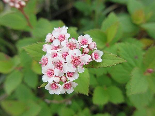 IMG_0294-薔薇科-玉山繡線菊   (3).JPG