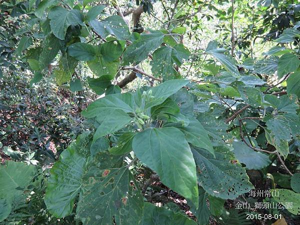 06-海州常山 _ 馬鞭草科(11)_獅頭山.JPG