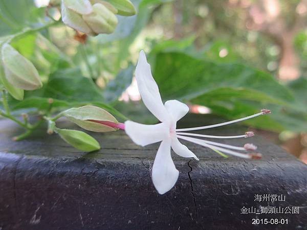 06-海州常山 _ 馬鞭草科(17)_獅頭山.JPG