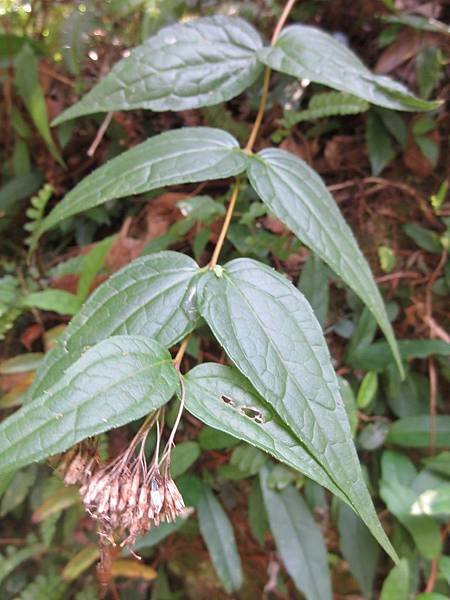 08-基隆澤蘭_菊科(15)_獅頭山.JPG