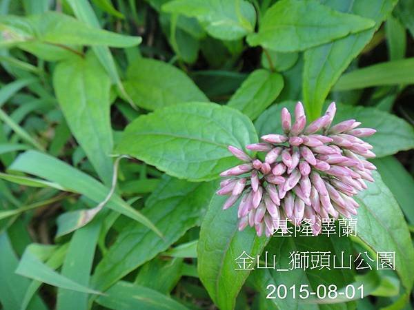 08-基隆澤蘭_菊科(18)_獅頭山.JPG