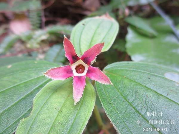 09-野牡丹_野牡丹科(11)_獅頭山.JPG