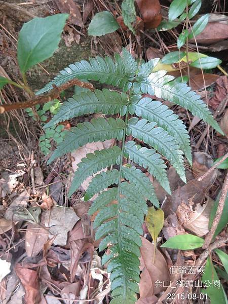 10-假蹄蓋蕨_蹄蓋蕨科(12)_獅頭山.JPG