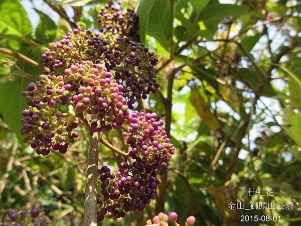 15-杜虹花_馬鞭草科(11)_獅頭山.JPG