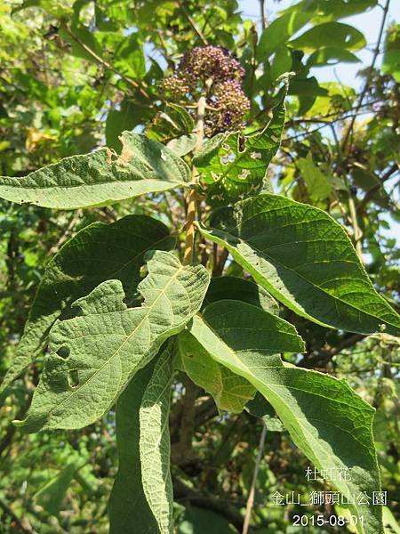 15-杜虹花_馬鞭草科(12)_獅頭山.JPG