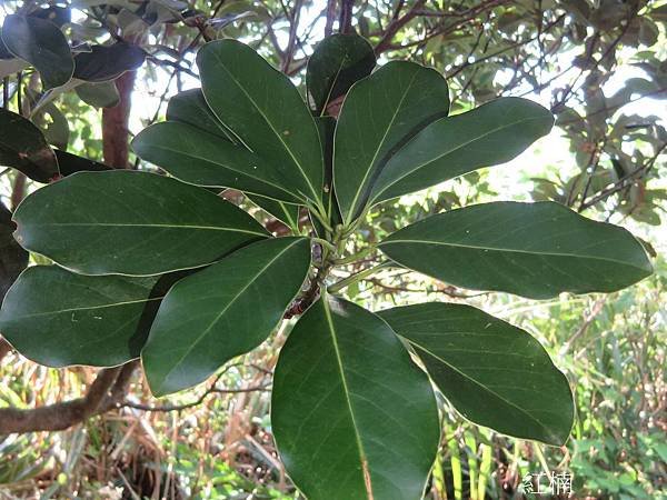 20-紅楠_樟科_楨楠屬 (12)_獅頭山.JPG