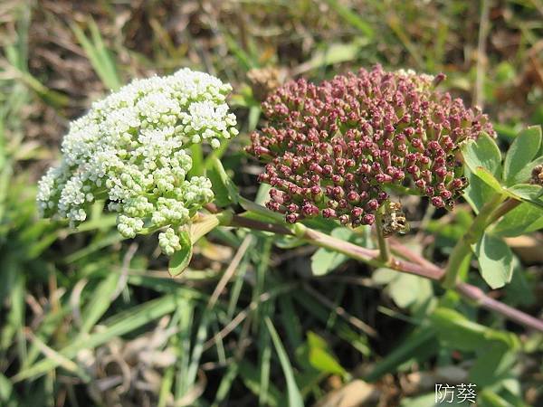 22-防葵_繖形花科(14)神祕海岸.JPG