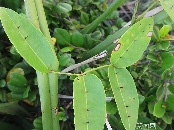 23-雙面刺_芸香科(11)_神祕海岸.JPG