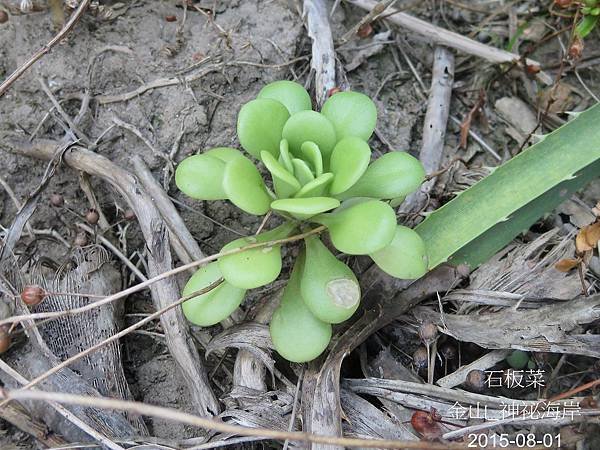 28-石板菜_景天科(12)_神祕海岸.JPG