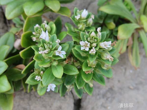 30-濱排草_報春花科(11)_神祕海岸.JPG