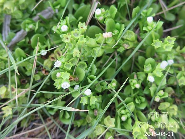 30-濱排草_報春花科(13)_神祕海岸.JPG