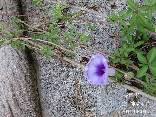 31-槭葉牽牛_旋花科(12)_神祕海岸.JPG