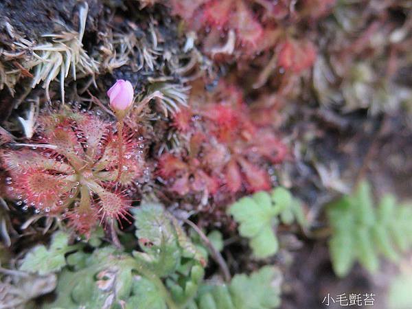 01-小毛氈苔_茅膏菜科(15)_中湖公路.JPG