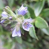 10-4_玄參科_玉山水苦賈.JPG